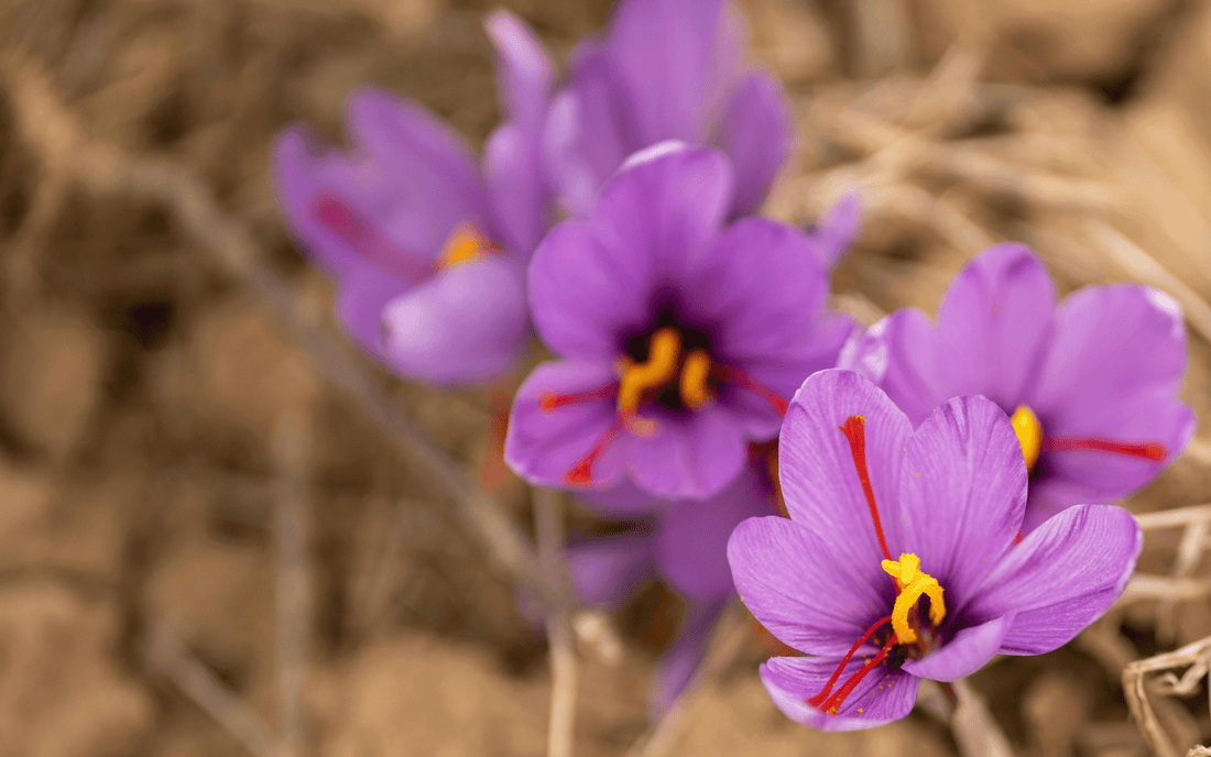 "Kashmiri Saffron: What Every Buyer Needs to Know"